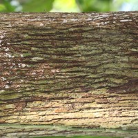 Chrysophyllum cainito L.